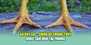 Gà Vảy Cá – Chiến Kê Phong Thủy Được Săn Đón Tại 79King