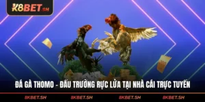 Đá Gà Thomo - Đấu Trường Rực Lửa Tại Nhà Cái Trực Tuyến
