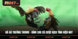 Đá Gà Trường Thomo - Đỉnh Cao Cá Cược Kịch Tính Hiện Nay