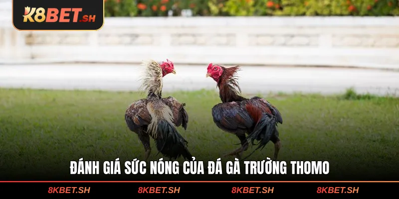 Đánh giá sức nóng của đá gà trường Thomo