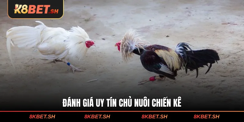 Đánh giá uy tín chủ nuôi chiến kê