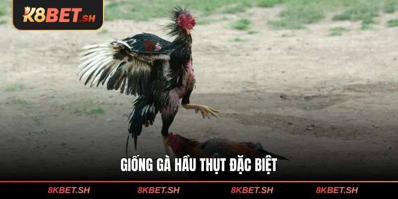 Giống gà hầu thụt đặc biệt
