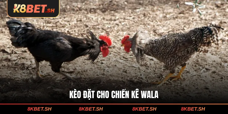 Kèo đặt cho chiến kê Wala