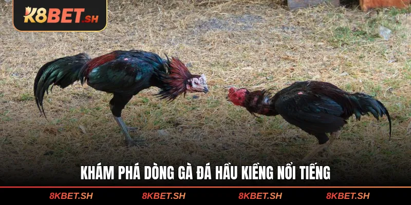 Khám phá dòng gà đá hầu kiềng nổi tiếng