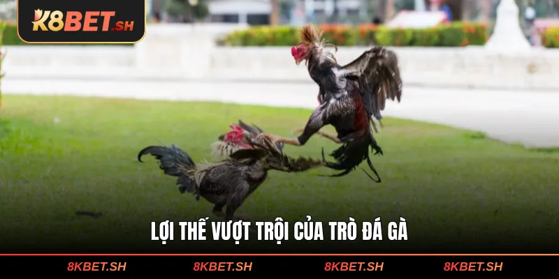 Lợi thế vượt trội của trò đá gà