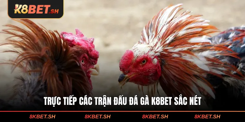 Trực tiếp các trận đấu đá gà K8BET sắc nét